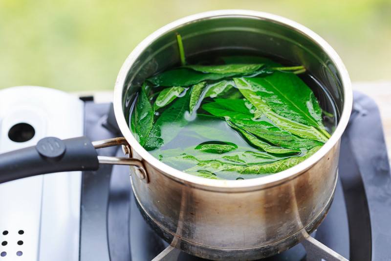 芝麻叶茶的功效与作用及禁忌