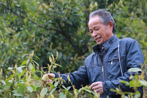 金秀甜茶的功效与作用喝金秀甜茶的好处有哪些