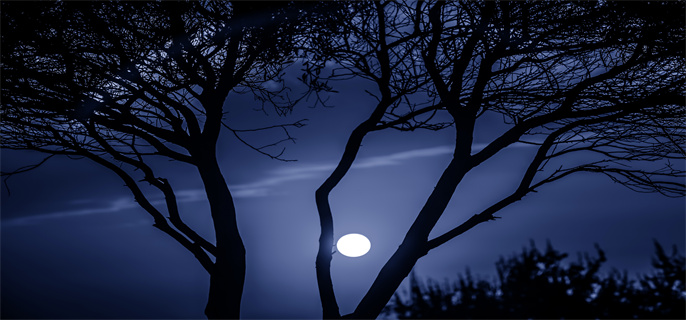 摄图网_507373889_树与月光风景（企业商用）.jpg