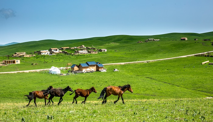 摄图网_500417453_策马崩腾的夏季新疆大草原（企业商用）.jpg