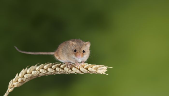 摄图网_300035753_可爱的小鼠趴在微毛麦秆上（企业商用）.jpg