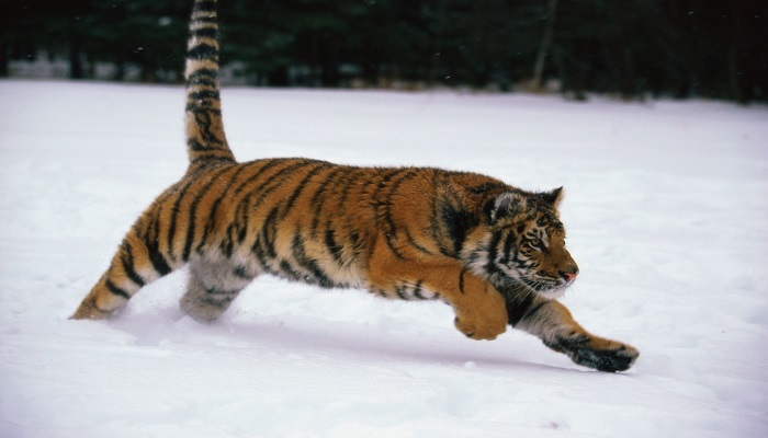 摄图网_501475149_在雪中奔跑的西伯利亚虎（企业商用）.jpg